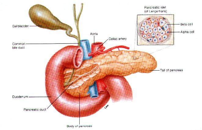 Slinivka břišní - pankreas Inzulín (B buňky), glukagon (A buňky) regulace intermediárního