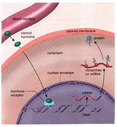 Hormony chemická struktura Bílkovinná povaha FSH, LH, prolaktin, ADH, oxytocin, ACTH, STH, tyroxin, kalcitonin, růstový hormon,