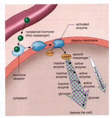 steroidní povahy kortizol, aldosteron, testosteron, estrogeny, progesteron Receptory : 1. Na buněčné membráně ( peptidové hormony).