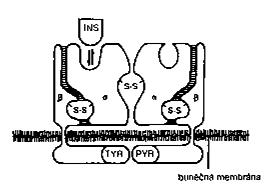 Krevní cukr a inzulín lipidová buněčná membrána je pro glukózu neprostupná inzulínový receptor inzulín usnadňuje vstup glukózy (facilitovaná difúze) do buněk zvyšováním počtu tzv.