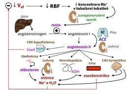 Ledviny jako endokrinní orgán erytropoetin glykoprotein jeho sekreci hypoxie,