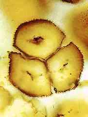 podtřída Rhyniidae Ve sporofytech měly cévní svazky nejprimitivnějšího typu protostélické.