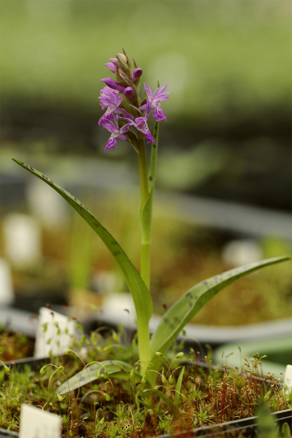 Možnosti reintrodukce domácích orchidejí Botanická zahrada Hl. m.