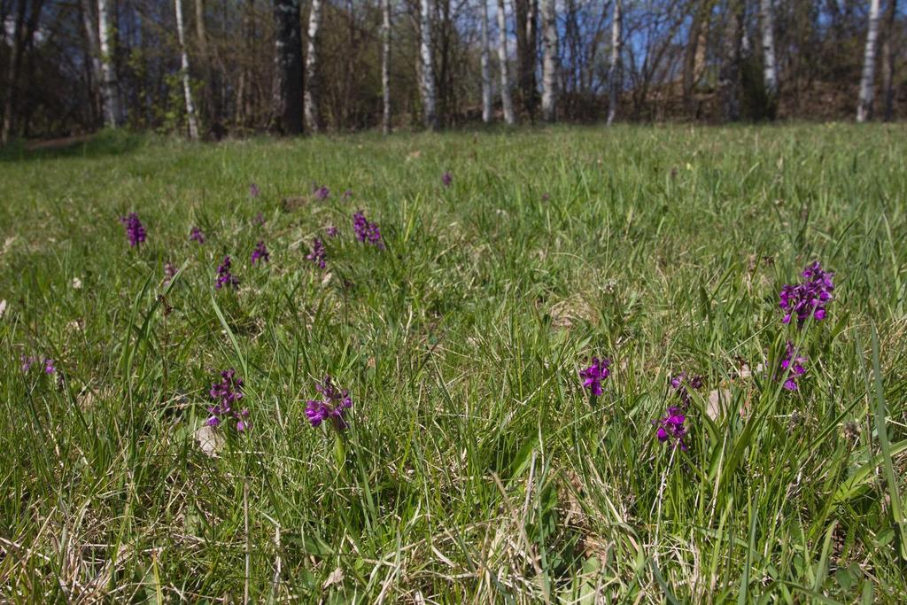 Orchidinae Anacamptis