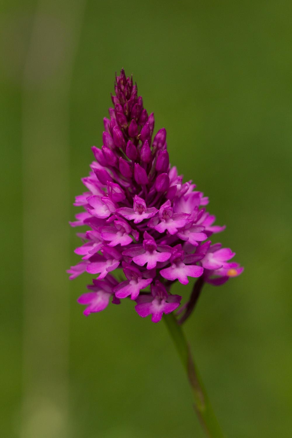Orchidinae