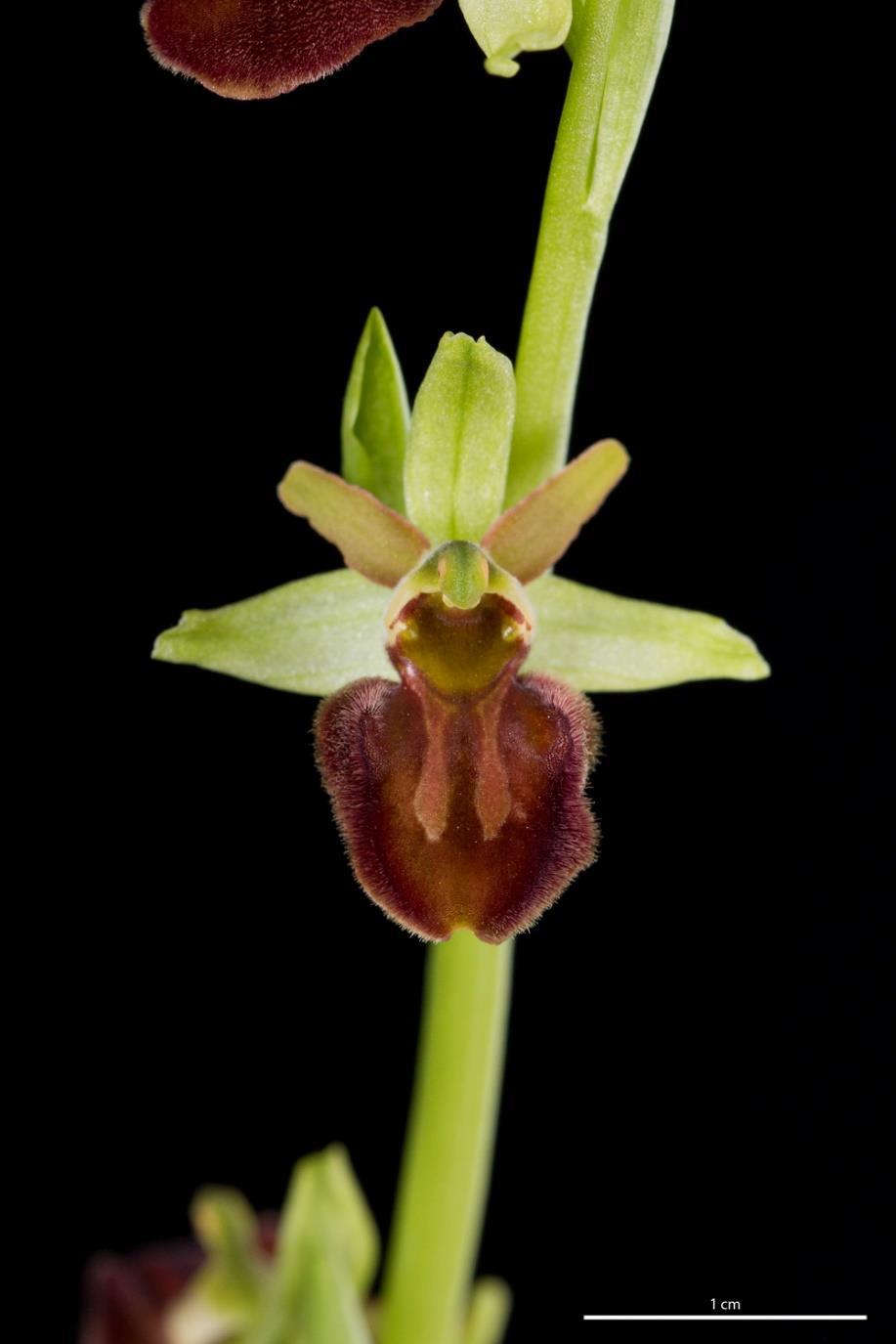 Orchidinae Ophrys