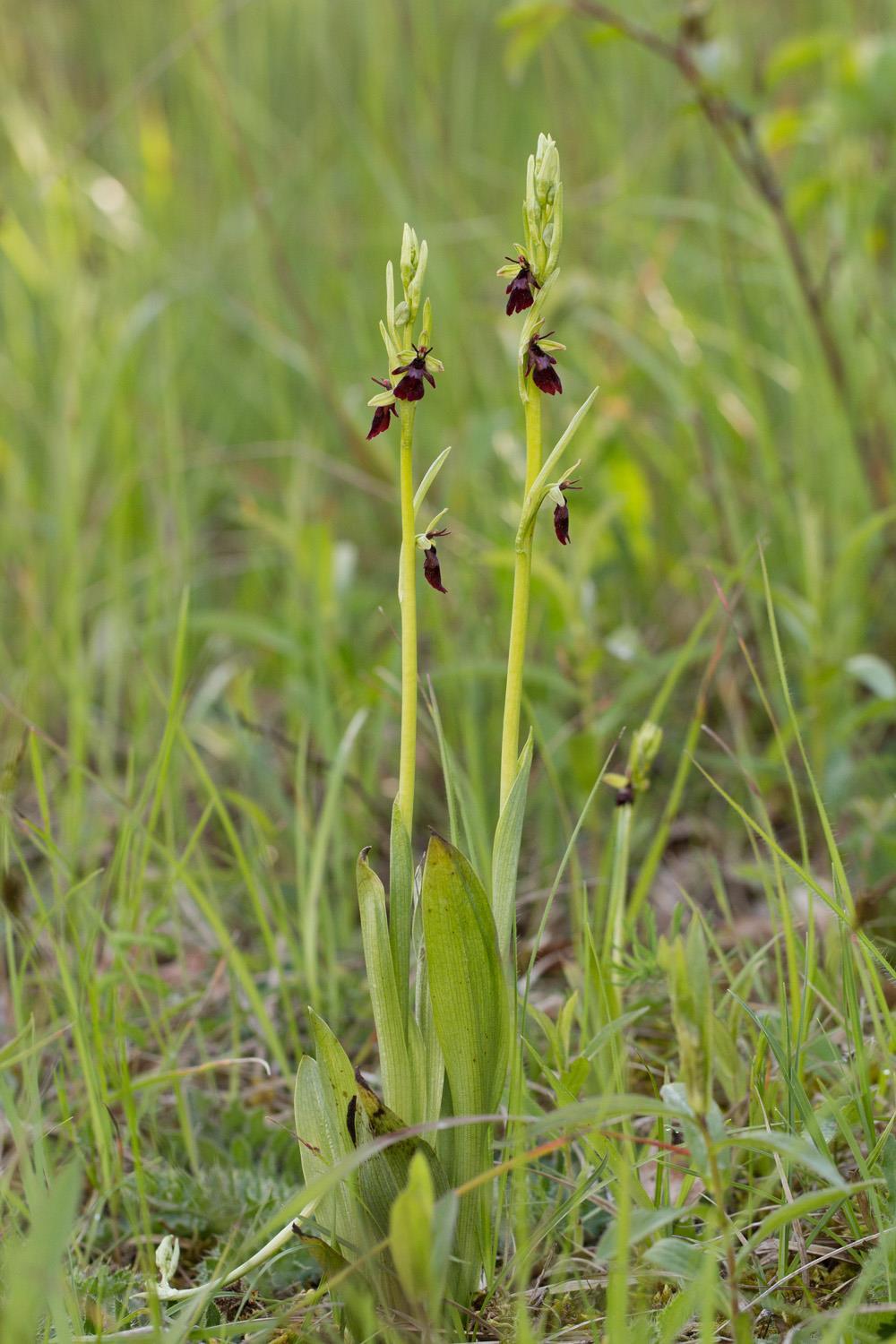 insectifera