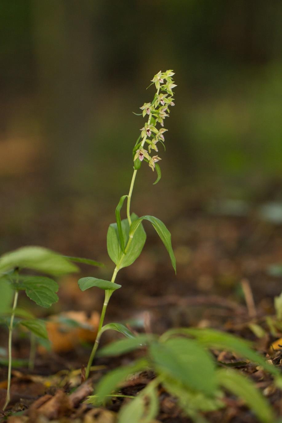 Děkuji za pozornost Botanická zahrada Hl. m.