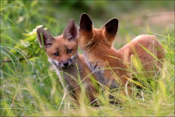 Uvědomit by si měli zejména skutečnost, že neulovením jediné lišky snižují nepřímo početnost dalších druhů drobné zvěře, ale i drobných pěvců, bezobratlých a jiných ohrožených druhů