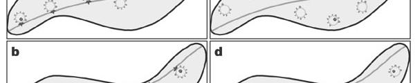 cytoplazmatické i magnetozomální membráně 3/ Nukleace magnetitových krystalů