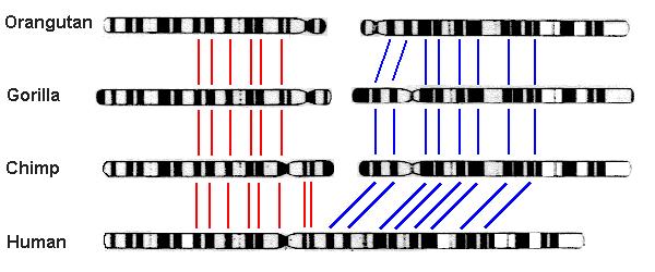 Metody studia chromozomů Rozlišení podle