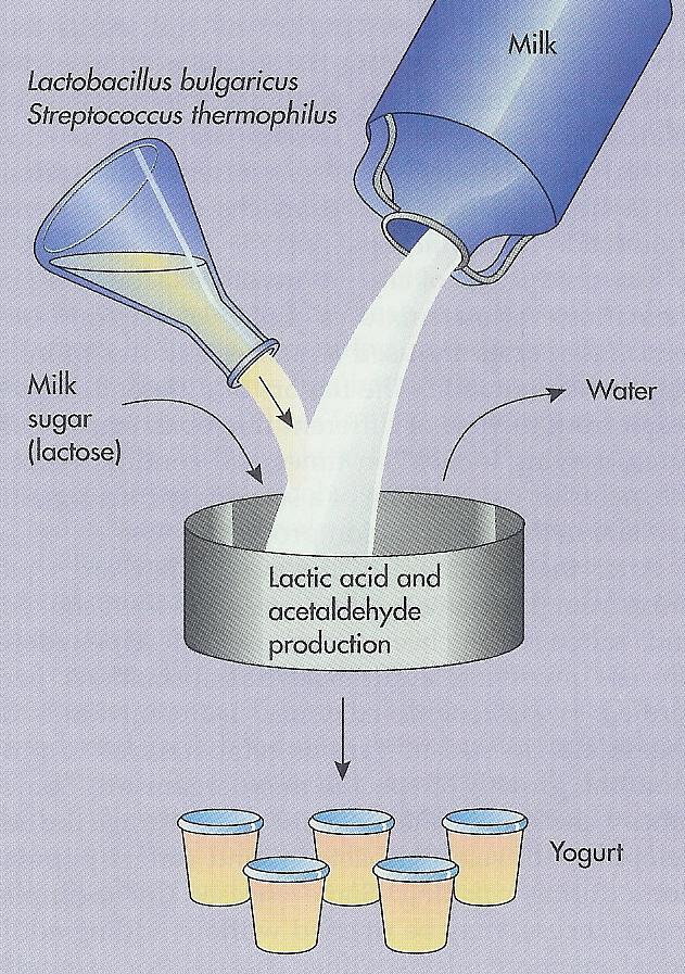 Fermentované mléčné nápoje Jogurty bílé neochucené, ovocné Podle rheologických vlastností pevné (tuhé), krémovité (pastovité), tekuté (nápoje) Jogurtová kultura Lactobacillus bulgaricus,