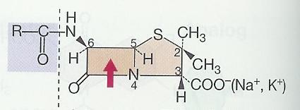 Peniciliny β-laktámová antibiotika N-acylová
