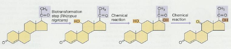 Steroidy a biotransformace Steroidy jsou deriváty sterolů, součástí řady hormonů regulujících některé metabolické dráhy.