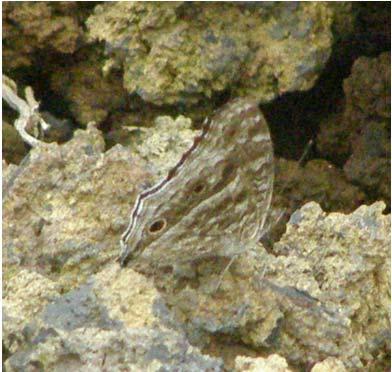 Podobnost ostrovů 0 8 3 Příspěvky jednotlivých proměnných vybraných pomocí forward Petrelaea_dana selection : vysv. % přísp. % pseudo-f P distafrica area 13.7 20.5 5.6 0.001 population 12.9 19.3 6.