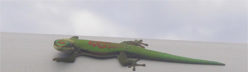 Souhrn Fauna motýlů arabského poloostrova i ostrovů v západní části Indického oceánu je tvořena především běžnými druhy africkými či