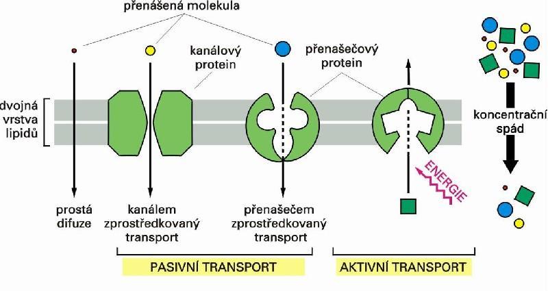 Obr. 2 Buněčný transport 2 Biotransformace 2.1 Charakteristika I. a II. fáze biotransformace Podle typu reakcí rozeznáváme I. a II. fázi biotransformace.