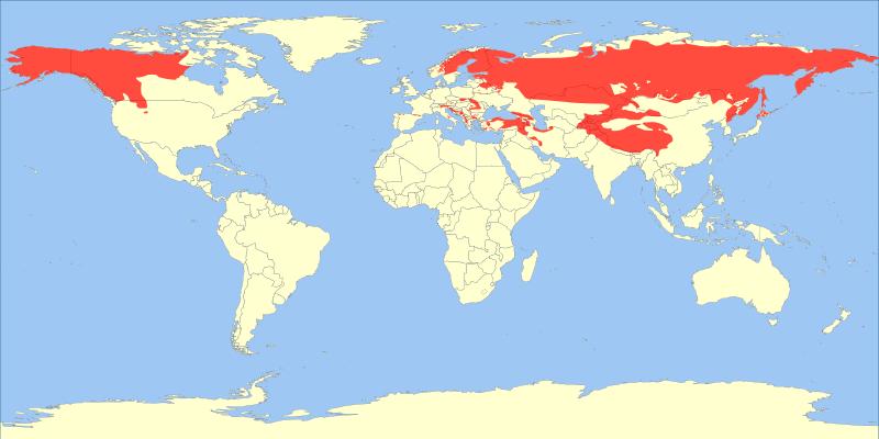 aljašských populací medvěda hnědého - populace vymřela mezi 35-21 tis.