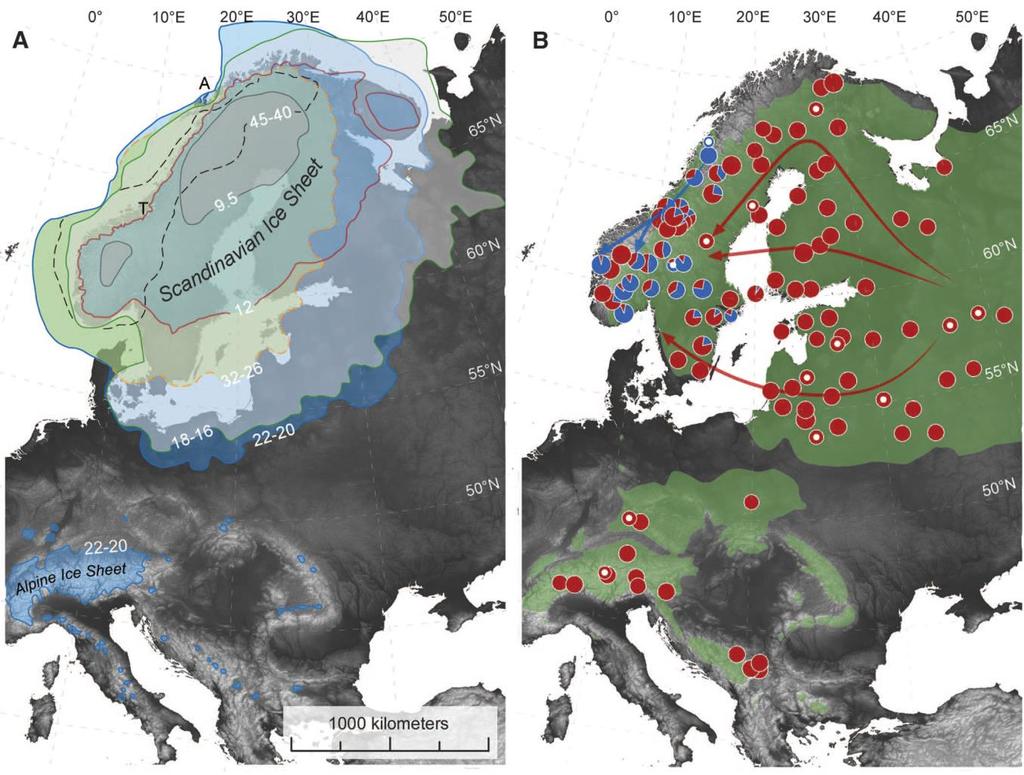 Detekce skrytých refugií - III unikátní haplotyp (hap A modrá kolečka) smrku ztepilého v