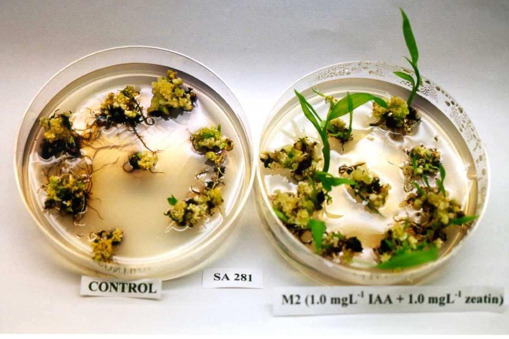 Zavedení in vitro kultury Primární explantát (část rostliny zaváděná do i.v.) - semenný materiál - vegetativní orgány (listy, stonky, hlízy, ) - prašníky (nezralá pylová zrna)