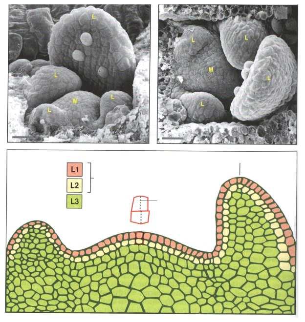 Ozdravování Využití in vitro kultur - meristémové explantáty - viruprosté,