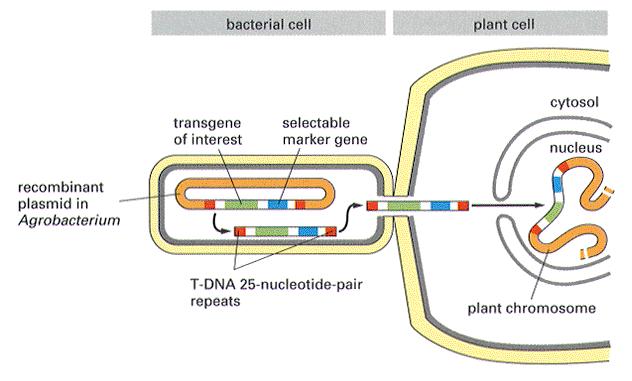 Ochočené (podvedené) agrobaktérium - geny způsobující vznik nádoru a syntézu opinů byly vyměněny za geny našeho zájmu - T-DNA v binárním plasmidu (vir geny, zodpovědné za přenos