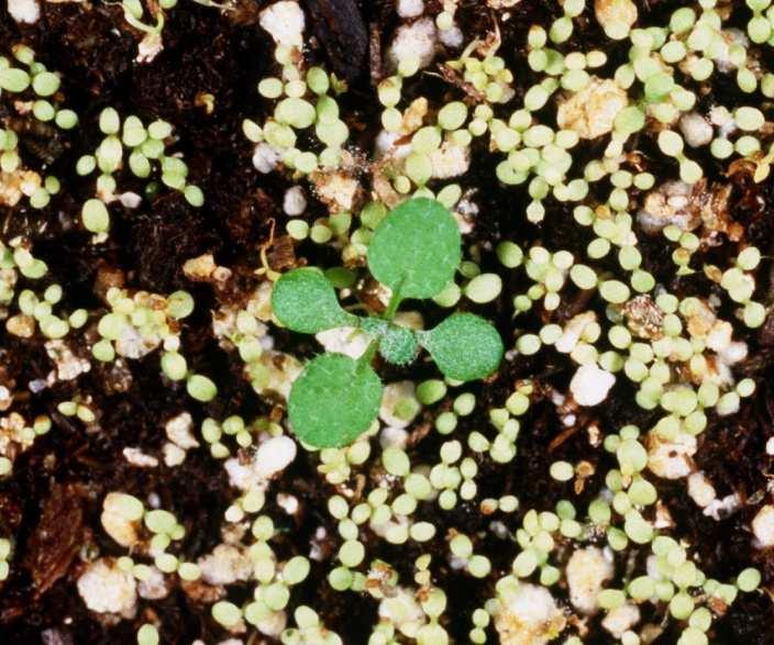 Transformace Arabidopsis thaliana pomocí agrobaktéria - cílem transformace je zřejmě vajíčko, z něj se po oplození tvoří transformovaná embrya (semena) a