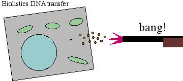Biolistická (balistická) metoda transformace (Partickle gun, Gene gun) nabalení DNA na zlaté či wolframové kuličky nastřelení na rostlinný orgán, celé rostliny, buněčnou kulturu,.