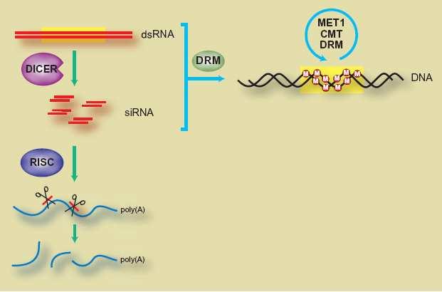 Mechanismus účinku malých RNA - specifická degradace transkriptu, komplex RISC (PTGS) - zablokování