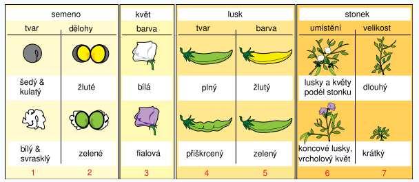 Měl Mendel štěstí?