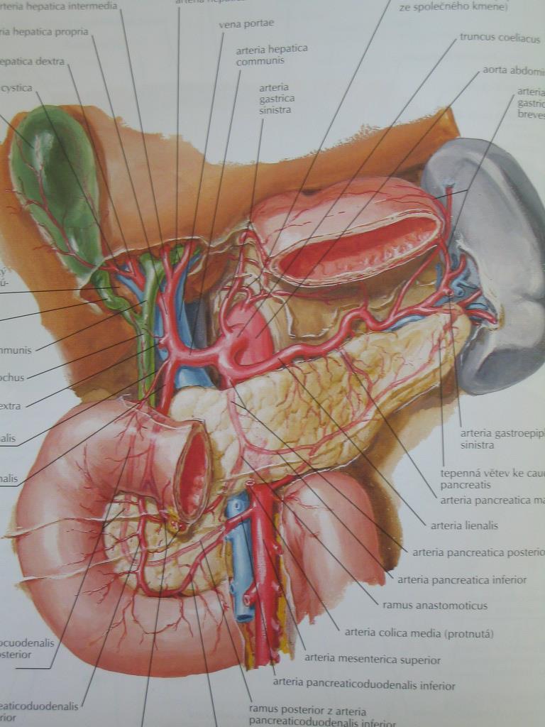 Porta hepatis v. portae (vrátnice) r. dx. et sin. dorzálně a. hepatica propria r. dx. et sin. ventromediálně ductus hepaticus dx.