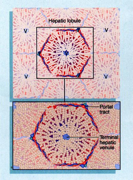 Jaterní lalůček Lobulus hepaticus classicus = polygonalis 3 zóny (centrální, prostřední, periferní) strukturální