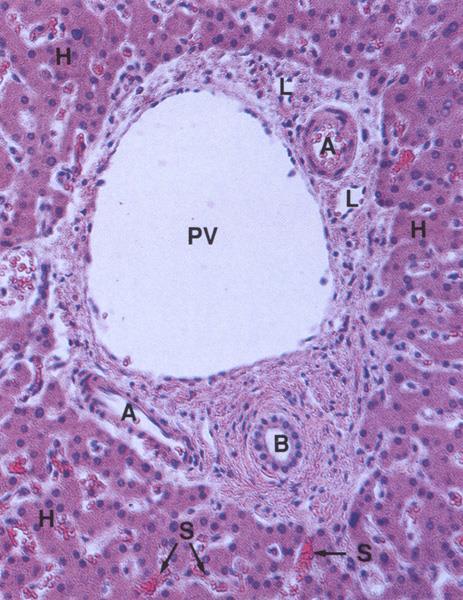 Portální/portobiliární prostor (Spatium portale) portální triáda (trias hepatica) venula ( v. portae) arteriola ( a.