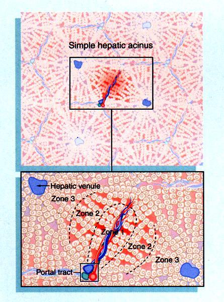 Jaterní acinus Acinus hepaticus Rappaporti funkční dělení podle oblasti zásobení koncovou větví v.