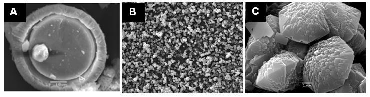 Characterization Zeolite SSZ-16 particles were characterized by Scanning Electron Microscopy (SEM) technique using JEOL JSM 5500LV to examine crystal morphology and particle size.
