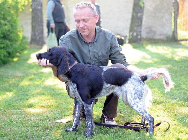 fena, krásná fenčí hlava, dobré zaúhlení p edních i zadních