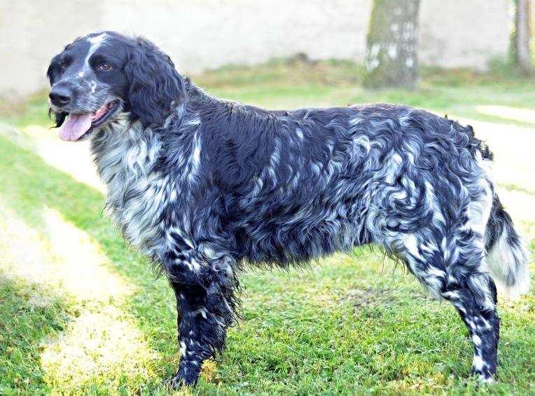 VÝŠKA 62 cm, OKO hn dé, CHRUP úplný, SKUS n žkový Posudek: Pes tmavý b louš, ušlechtilé hlavy, pevná h betní