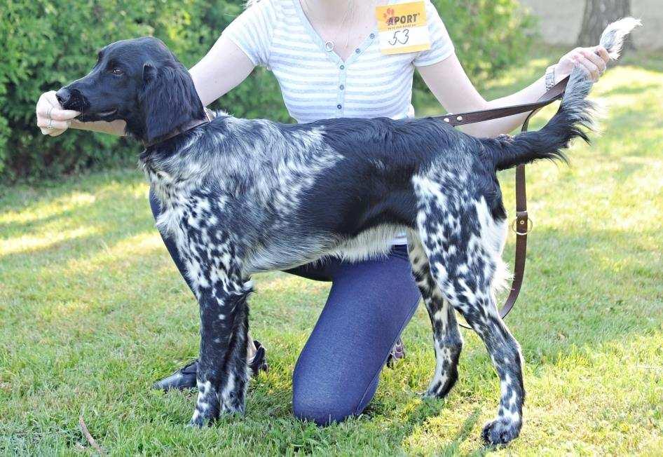 , maj: Pelikán Ladislav VÝŠKA 58 cm, OKO hn dé, CHRUP úplný, SKUS n žkový Posudek: Fena 6 m síc, ušlechtilé
