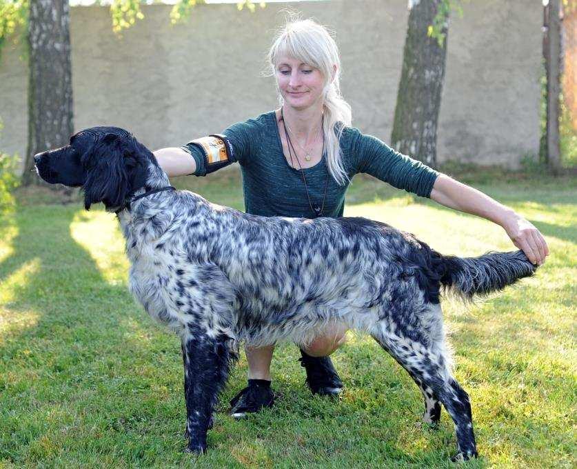 výborné péči, výborná prezentace FENY - T ÍDů VETERÁN 59 ARTA OD BENDLOVA DVORA V1, BOV 30.10.