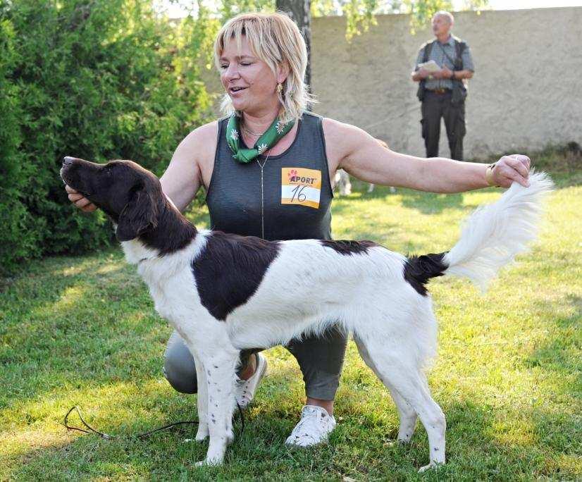 17 AIRRA JEST ÁBÍ STOPA D 10.1.2017, ČLP/MMO/11454 o: Fred z Rasetova dvora, m: Bessi z Číţavských luk ch: Havlík Václav,