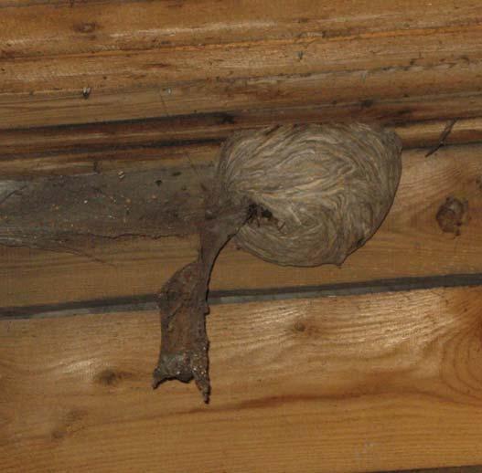 Vyvinuté hnízdo vosy saské (tedy obsahující alespoň několik buněk s plodnými jednici) dosahuje obvykle velikosti grapefruitu či řidčeji až volejbalového míče a obsahuje 3-5 plástů.