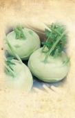 ZELER SELER ZELLER SELLERIE ëöãúñöêöâ 0oo Cibule jarní lahůdková Allium cepa L. CIBUĽA CEBULA VÖRÖSHAGYMA ZWIEBEL ãìä 00ks 075oo Cibule jarní Allium cepa L.