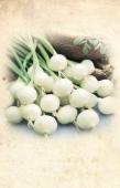 CIBUĽA CEBULA VÖRÖSHAGYMA ZWIEBEL ãìä 00ks 0oo Cibule jarní Allium cepa L.