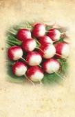 PÓR POR PÓRÉHAGYMA PORREE ãìä 58oo Rajče keříčkové 608oo Rajče keříčkové oválné PARADISCOM TOMATE
