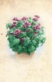 KAPUCÍNKA NASTURCJA SARKANTYÚKA KAPUZINERKRESSE çäëíìêñàü 1ks 68oo Ostálka lepá (jiřinkokvětá) Zinnia elegans ZINNIA CYNIA RÉZVIRÁG ZINNIE ñàççàü 6579oo Ostálka lepá Kalifornská Zinnia elegans ZINNIA