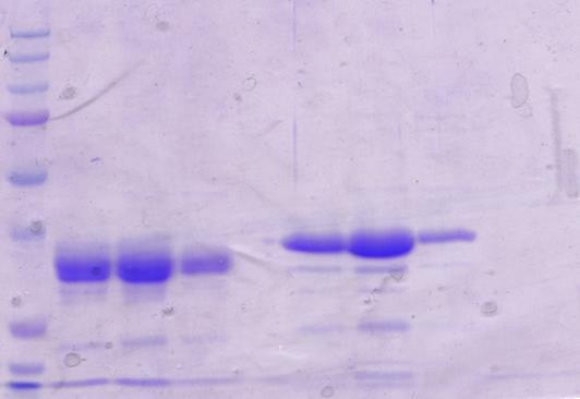 25 15 [kda] S 1N 2N 3N 1R 2R 3R 250 150 100 75 50 37 25 15 Obr. 9: SDS-PAGE frakcí posbíraných při gelové chromatografii NitAB. A. NERED protein, B. RED protein. Byl použit 12,5 % separační gel.