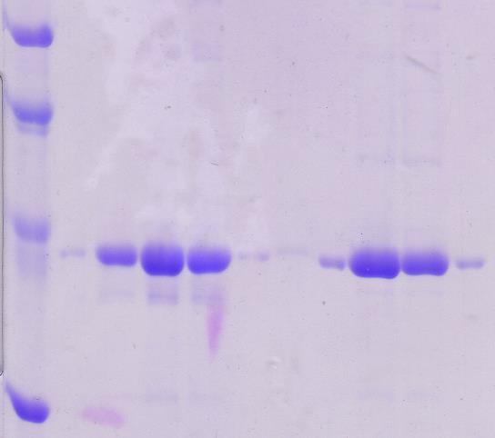 12: SDS-PAGE frakcí posbíraných při gelové chromatografii CNH. A. NERED protein, B. RED protein. Byl použit 12,5 % separační gel.