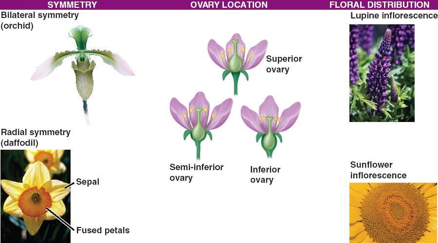svrchní semeník polospodní semeník spodní semeník Květ může být bilaterálně (dvoustranně) souměrný či radiálně pravidelný (podle více