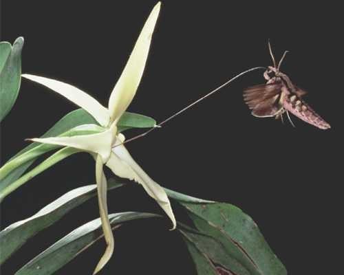 Opylování orchidej Angraecum sesquipedale a lišaj Xanthopan