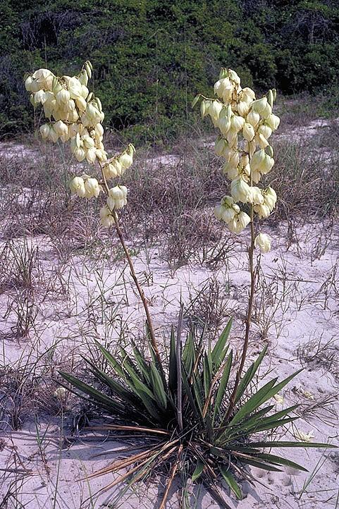 Opylování: Yucca (Agavaceae) bílé květy se otevírají v noci a lákají můru rodu Tegiticula můra přináší pyl z jiné rostliny ve speciálních útvarech pod hlavou a pyl klade na